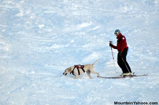 Avalanche Rescue Dogs - searching