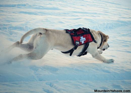 Avalanche Rescue Dogs - digging