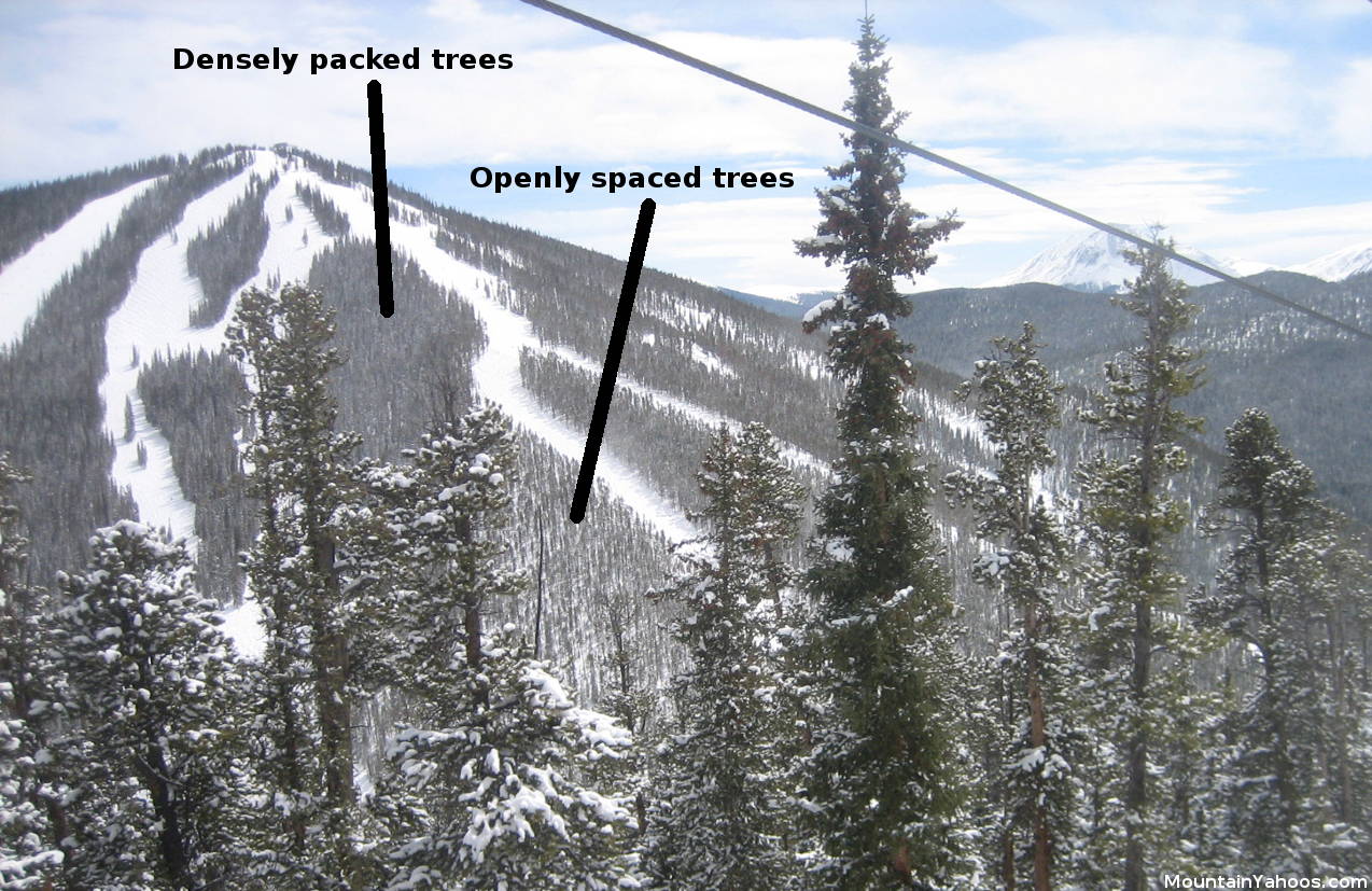 Keystone CO: Skiing trees